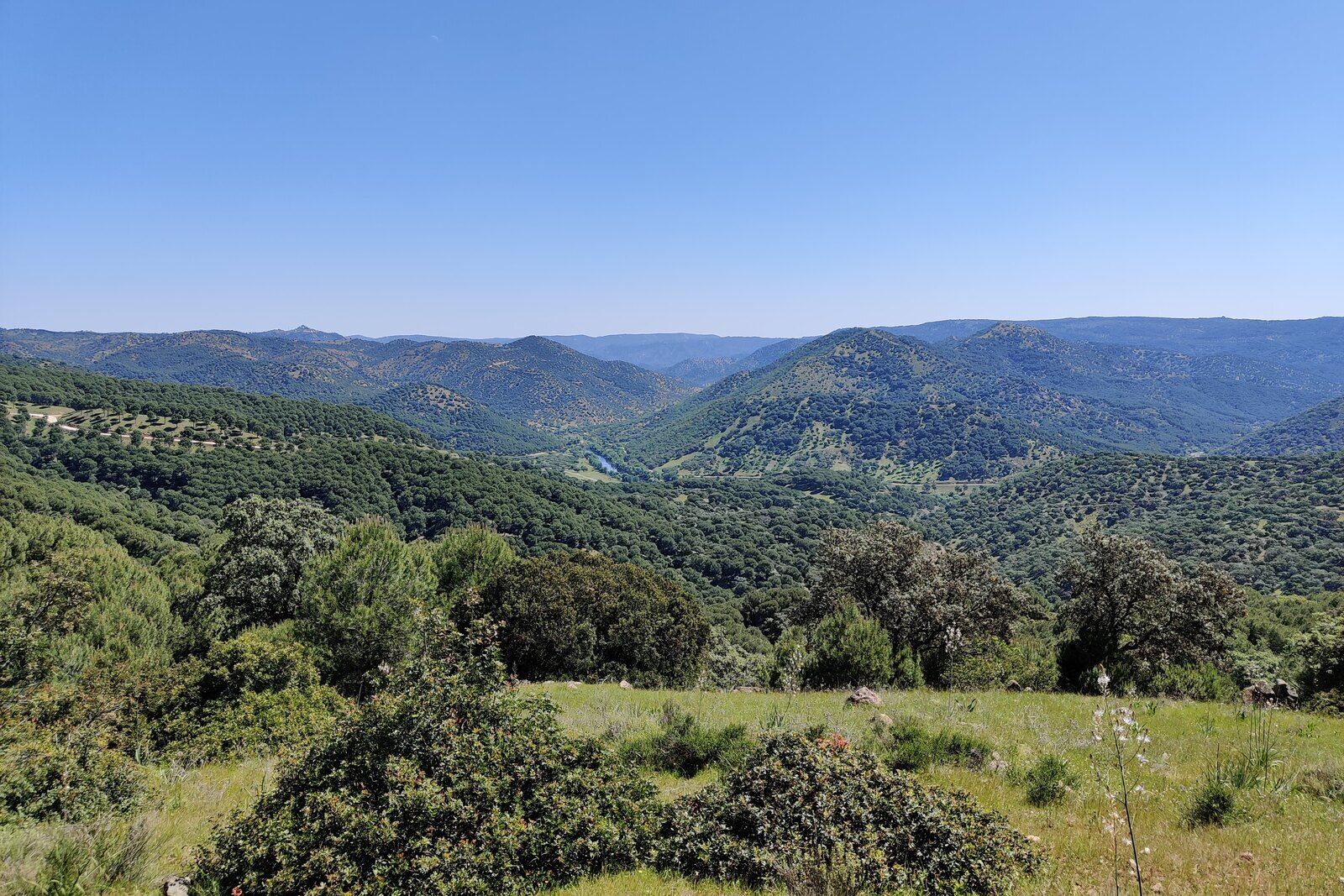 Paisaje de encinar y montes de la Sierra de Andújar, en Sierra Morena